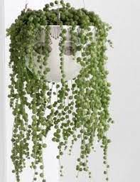 Pin On Container Gardening
