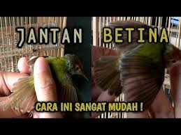 Pejantan dan betina trucukan memiliki bulu disekitar telinganya, dan bulu sekitar telinga pada pejantan akan terlihat panjang dan keluar, sedangkan untuk betinanya tidak terlalu panjang dan tidak terlalu tertutup rapat. Cara Memilih Dan Membedakan Burung Peranjak Lumut Jantan Dan Betina Youtube