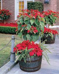 Decorate Christmas With 45 Ideas Poinsettias The Holidays Most Loved Plant Family Holiday Net Guide To Family Holidays On The Internet Plants Poinsettia Plant Poinsettia