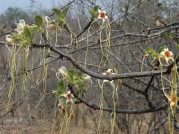 Image result for Strophanthus kombe