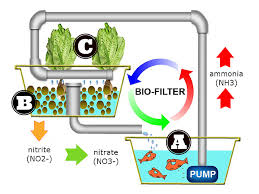 Hybrid Aquaponics System Instant Conversion To Hydroponics Or Aquaculture When Disaster Strikes Myaquaponics