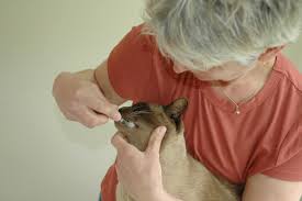 That tartar can only be removed by a veterinarian who's skilled in feline dentistry. How To Brush Your Cat S Teeth Friends With Tales