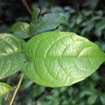 Image result for Tetracera alnifolia