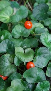 Image result for Geophila repens