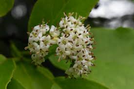 Image result for Ehretia