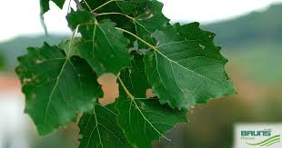 Image result for Populus ×  canescens