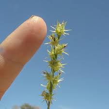 Image result for Cenchrus unisetus