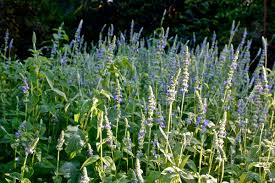 Image result for Salvia hispanica