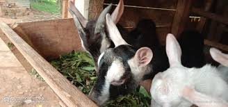 They are also credited as being the oldest known dairy goat breed. Alpine Female And Toggenburg Male Pair Sannen Dairyland Goats Facebook