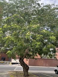 Image result for Albizia lebbeck