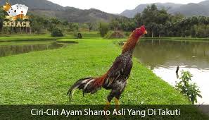 Ciri Ciri Ayam Shamo Asli Yang Di Takuti Oleh Para Pencita Aduan Ayam Asli Abad Ke 16 Ayam