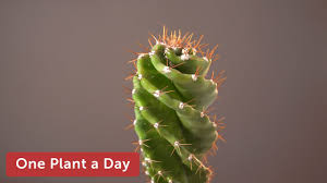 This cactus needs thorough watering during its active growth stage, although you need to let the soil dry out in between waterings. Cereus Forbesii Spiralis Houseplant Care 50 Of 365 Youtube