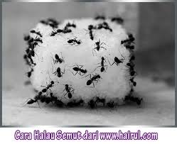 Selain itu, pastikan juga tiada sisa makanan. Cara Halau Semut Lipas Anai Anai Hingga Ke Sarang Chef Hairul Hissam