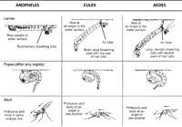 Communicable Diseases Module 5 Malaria Epidemiology And