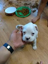 See more of raleigh puppies and dogs for adoption on facebook. Akc Boxer Puppies For Sale In Monroe North Carolina Classified Americanlisted Com