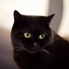 The british shorthair probably traces its ancestry back to the domestic cats of ancient rome. Black British Shorthair British Shorthair British Shorthair Cats Short Hair Cats