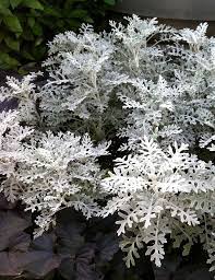 Check spelling or type a new query. Best Silver Foliage Plants To Beautify Your Garden Balcony Garden Web