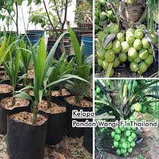 Syabab nurikhwan 184 views7 months ago. Jual Bibit Kelapa Pandan Wangi F1 Thailand Kab Bogor Master Plants Nursery Tokopedia