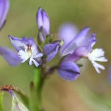 Image result for Polygala senensis