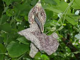 Кирказон крупнолистный, aristolochia macrophylla ; Aristolochia Wikipedia