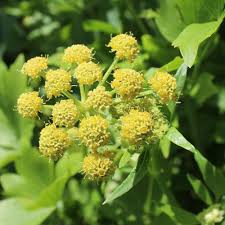 Thankfully it is easy to use lovage uses abound, which is a good thing considering how abundant the herb can be in a garden. Lovage Seeds Garden Lovage Herb Seed