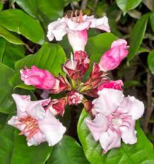 Image result for Strophanthus