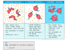 Hemolysis. Normal Red Blood Cell, Spherocyte, And Rupturing Of E Stock  Vector - Illustration Of Medical, Diagram: 111739314