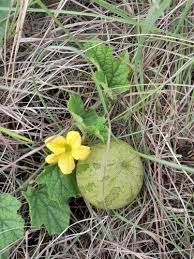 Image result for Cucumis hirsutus