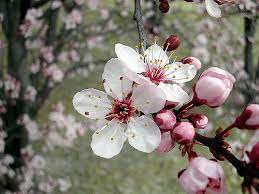 Cherry Tree Flower Flower Cherry Flower Blossom Flower Beautiful Flowers