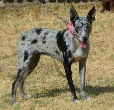 Training dogs for me was like walking, something i need in my life. Hangin Tree Cowdog Dog Breeds Cattle Dog Dogs