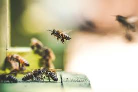 Check spelling or type a new query. The Beehive Blog The Az Beehive Blog