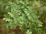 Image result for Acacia welwitschii