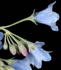 Oregon Flora Project