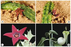 Image result for Ceropegia burchelliana