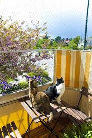 So Sichert Man Einen Balkon Fur Katzen Tipps Und Gelungene Beispiele Katze Balkon Katzen Katzen Spielplatz