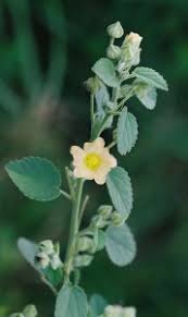 Image result for Sida javensis