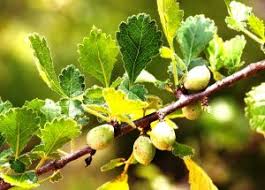 Image result for Strychnos matopensis