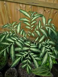 Image result for Amorphophallus impressus