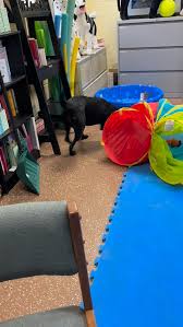 Image result for tbn:ANd9GcT9GTDvoeZslbTfRgc9SbtLfmHl15TvbB2vJ134_7_XnofUBeY3skxFMC8:https://www.doglife.sitew.com/fs/Root/5vdf8-5615663_chien_malade_sur_le_c_t_et_sur_fond_blanc.jpg