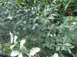 Image result for Balanitaceae