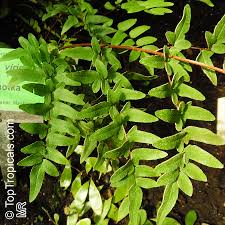 Image result for Pellaea