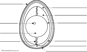 The chicken egg chicken egg consists of six main parts: Label Chicken Egg Printout Enchantedlearning Com