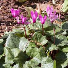 Image result for Cyclamen parviflorum