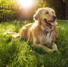 Large does are well suited to suburban or country living because that means more space for them to sprawl. 45 Best Large Dog Breeds Top Big Dogs List And Pictures