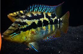 Soort uit het geslacht cichlasoma (nl); Cichlasoma Salvini Ciclideos Peixes American