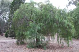 Image result for Schinus molle