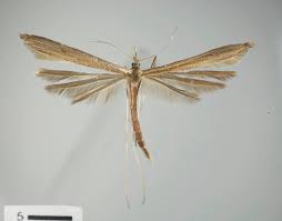 Image result for Antopetitia