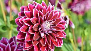 Tanaman hias yanng satu ini merupakan satu suku tumbuhan berbunga dengan anggota jenis terbanyak. Bikin Segar Ini 5 Tanaman Hias Outdoor Berbunga Cantik