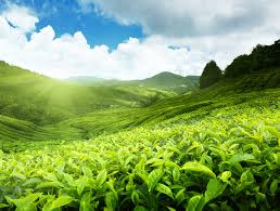 Cameron highlands resort reviews, 39000 cameron highlands, malaysia. Cameron Highlands Resort Apartment Home Facebook