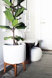 Pin By Tanja With A J On Interior Large Indoor Plants Plant Stand Indoor Living Room Plants